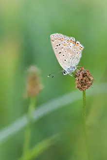 Images Dated 12th August 2009: Macro image of a butterfly