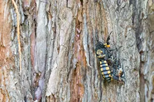 Images Dated 15th September 2017: Macro image of a Deaths-head Hawk Moth