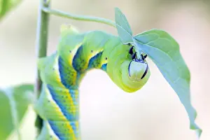 Images Dated 7th August 2017: Macro image of a Deaths-head Hawk Moth caterpillar
