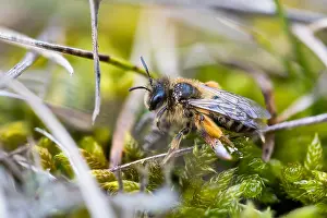 Images Dated 8th March 2020: Macro image of an insect