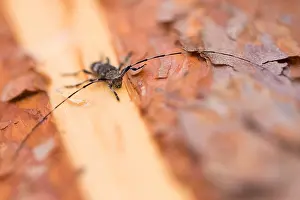 Images Dated 18th June 2019: Macro image of an insect