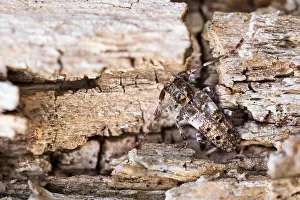 Kiefernzweigbock Prints: Macro image of an insect