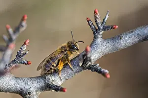 Images Dated 8th March 2020: Macro image of an insect