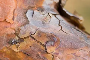 Kiefernzweigbock Prints: Macro image of an insect