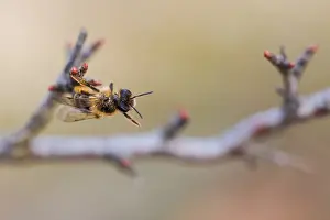 Images Dated 8th March 2020: Macro image of an insect