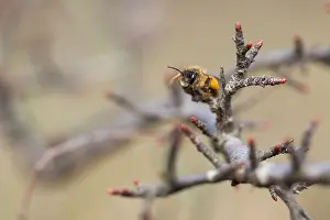 Images Dated 8th March 2020: Macro image of an insect