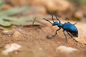 Images Dated 8th March 2020: Macro image of an insect