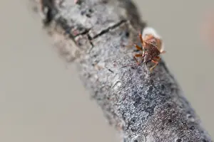 Images Dated 8th March 2020: Macro image of an insect