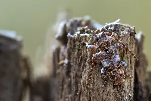 Kiefernzweigbock Prints: Macro image of an insect