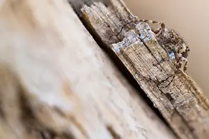 Cerambycidae Prints: Macro image of an insect