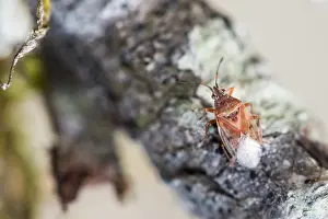 Images Dated 8th March 2020: Macro image of an insect