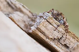 Cerambycidae Prints: Macro image of an insect