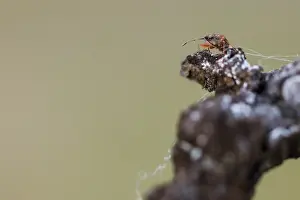 Images Dated 8th March 2020: Macro image of an insect