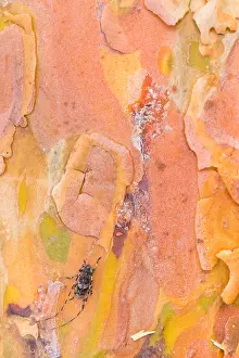 Images Dated 18th June 2019: Macro image of an insect
