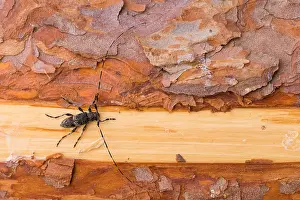 Images Dated 18th June 2019: Macro image of an insect