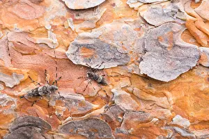 Images Dated 18th June 2019: Macro image of an insect
