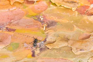 Images Dated 18th June 2019: Macro image of an insect