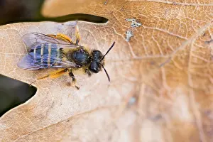 Images Dated 8th March 2020: Macro image of an insect
