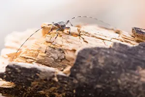 Images Dated 18th June 2019: Macro image of an insect