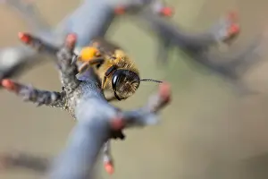 Images Dated 8th March 2020: Macro image of an insect