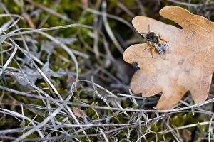 Images Dated 8th March 2020: Macro image of an insect