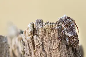 Cerambycidae Prints: Macro image of an insect