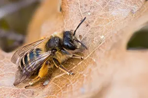 Images Dated 8th March 2020: Macro image of an insect