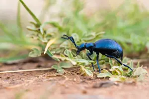 Images Dated 8th March 2020: Macro image of an insect