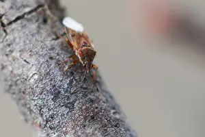 Images Dated 8th March 2020: Macro image of an insect