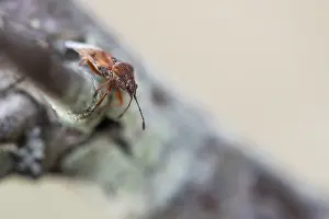 Images Dated 8th March 2020: Macro image of an insect