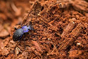 Images Dated 14th March 2020: Macro image of an insect in Germany