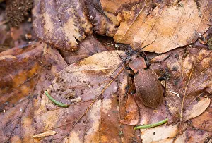 Images Dated 2nd April 2020: Macro image of an insect in Germany