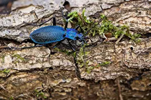 Images Dated 17th March 2020: Macro image of an insect in Germany