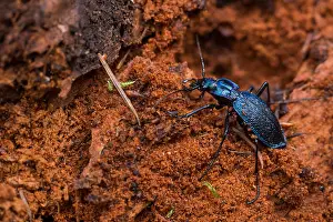 Images Dated 16th March 2020: Macro image of an insect in Germany