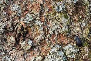 Images Dated 10th April 2020: Macro image of an insect in Germany
