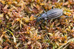 Images Dated 26th May 2020: Macro image of an insect in Germany