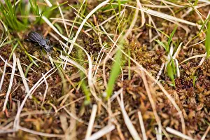 Images Dated 26th May 2020: Macro image of an insect in Germany