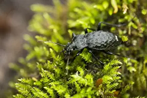Images Dated 24th May 2020: Macro image of an insect in Germany
