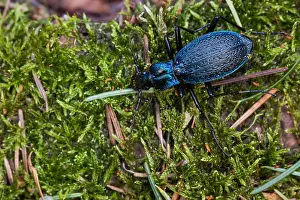 Images Dated 16th March 2020: Macro image of an insect in Germany