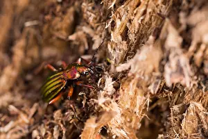 Images Dated 15th March 2020: Macro image of an insect in Germany