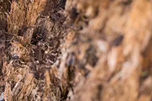 Images Dated 15th March 2020: Macro image of an insect in Germany