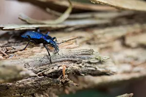 Images Dated 17th March 2020: Macro image of an insect in Germany