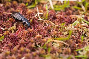 Images Dated 26th May 2020: Macro image of an insect in Germany