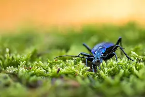 Images Dated 17th March 2020: Macro image of an insect in Germany