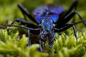 Images Dated 17th March 2020: Macro image of an insect in Germany