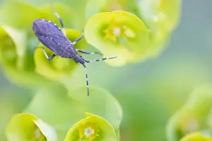 Images Dated 17th May 2020: Macro image of an insect in Germany