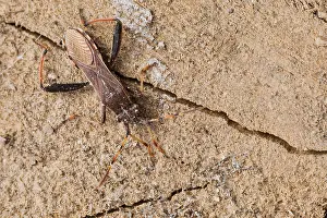 Images Dated 18th March 2020: Macro image of an insect in Germany