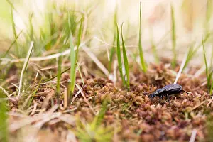 Images Dated 26th May 2020: Macro image of an insect in Germany