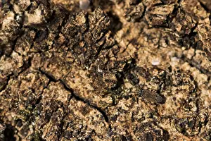 Images Dated 22nd February 2020: Macro image of an insect in Germany