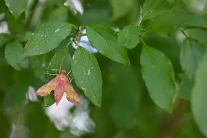 Images Dated 3rd June 2020: Macro image of an insect in Germany